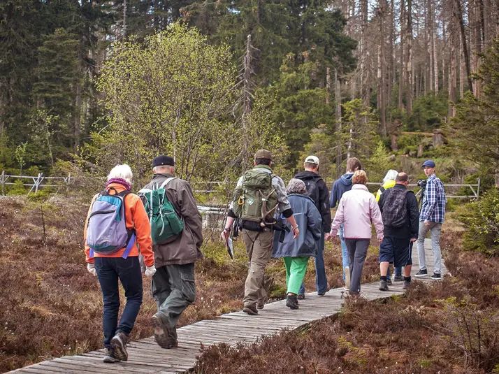 Wildnisspaziergang – warum der Wald sich wandelt