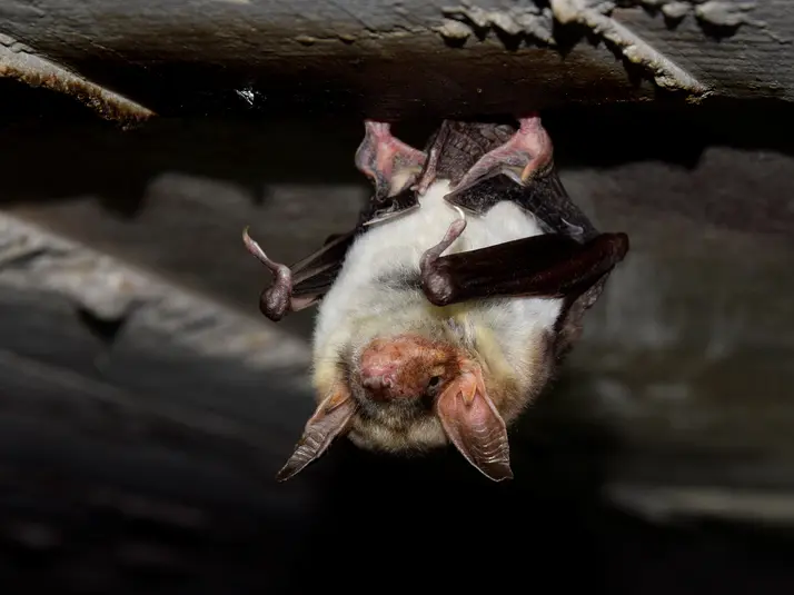 Fledermaus Exkursion